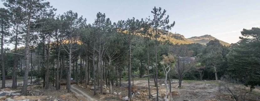 DRIVEWAY AND PADDOCKS
