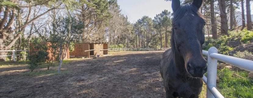 PADDOCKS 0587